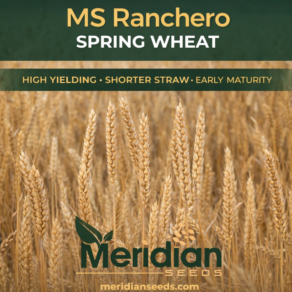 Meridian Seeds tweet media