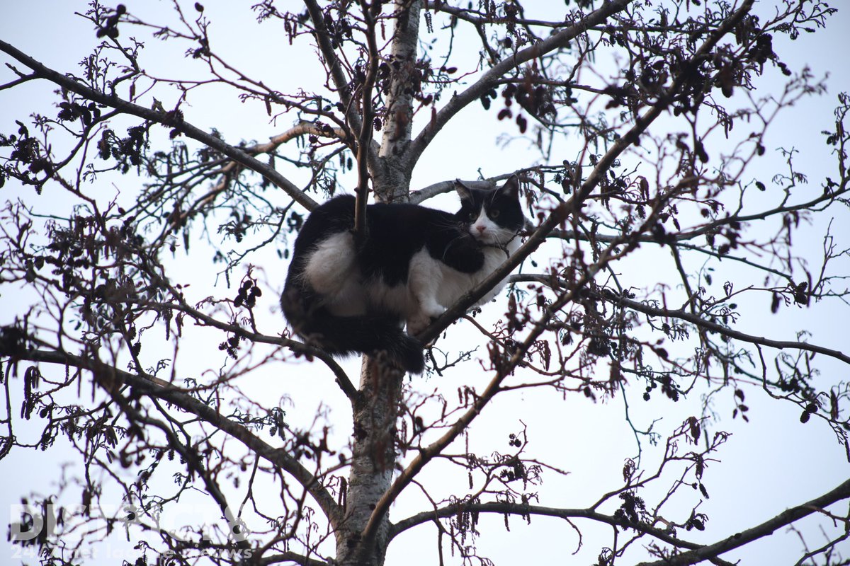 Kat in boom op de Bostonsingel in Den Haag