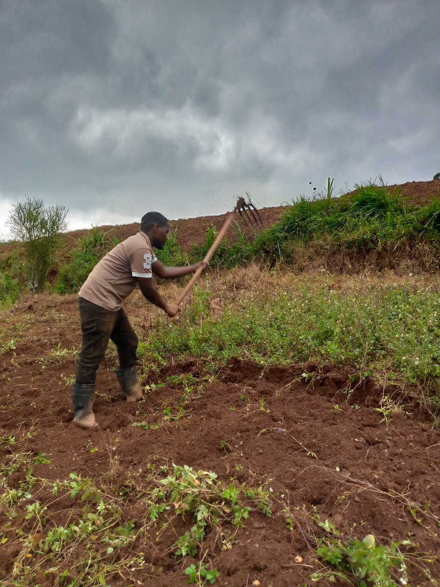 Right Cohen tweet media