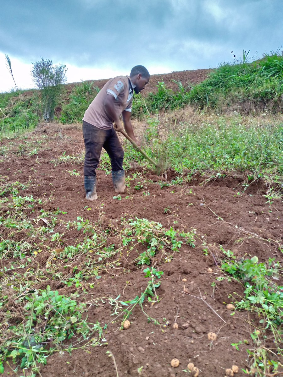 Right Cohen tweet media