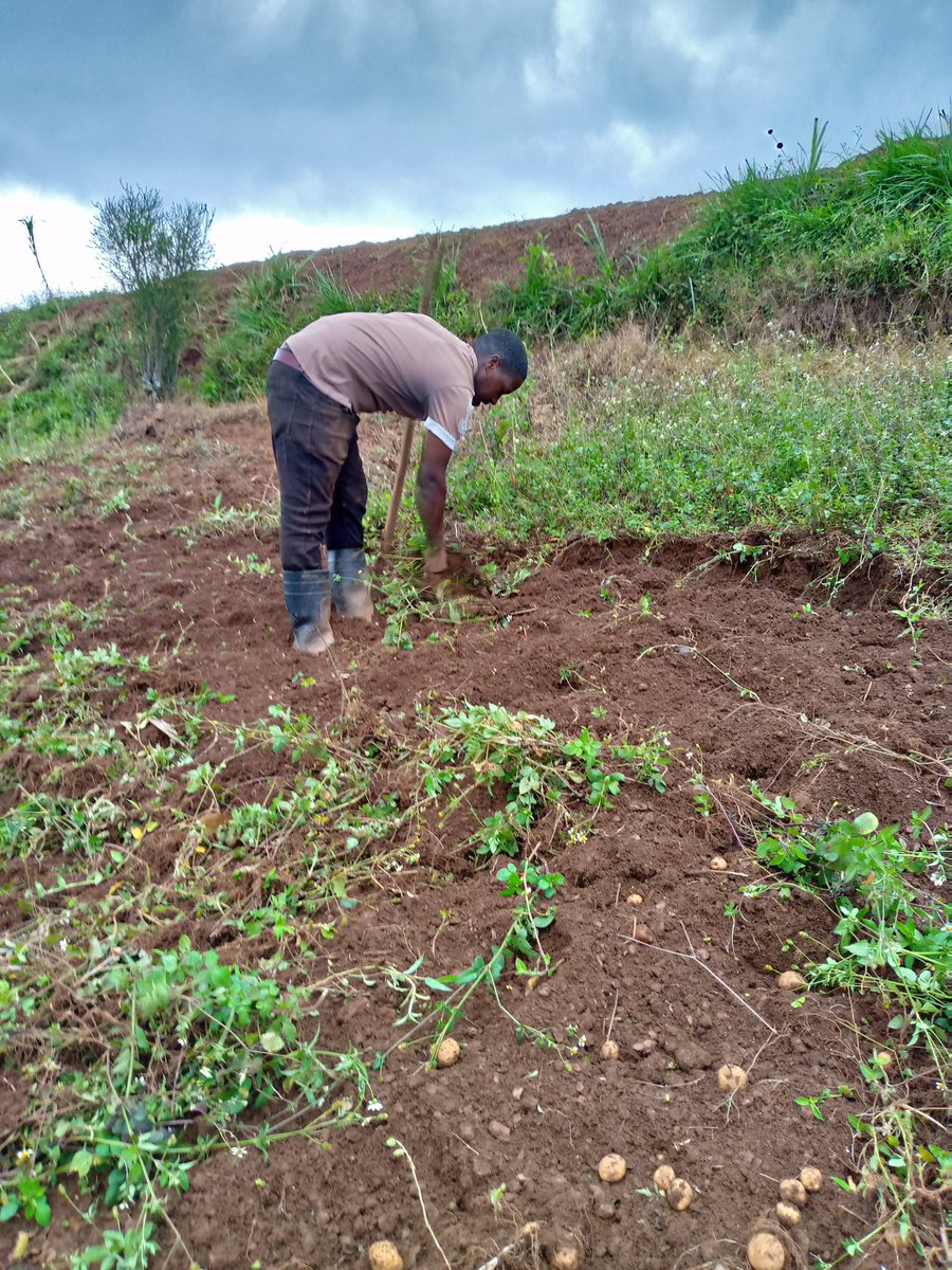 Right Cohen tweet media