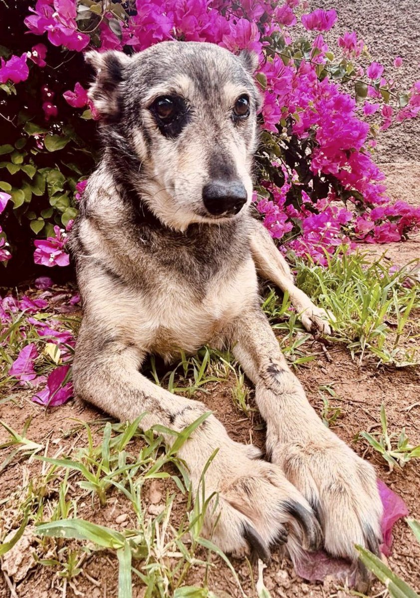 SosAbuelos1's tweet photo. #Castellón
Me llamo #SAM, tengo 8 años y estoy buscando familia. ¡Una tranquila!

A veces veo a otros perros correr... Yo no puedo hacer eso. Mis patas delanteras no funcionan tan bien y me recuerdan que la vida no se mide en kilómetros, sino en momentos de disfrute y alegría. Ahora, mis paseos son lentos, cortitos, pero saboreando cada olor, porque mi cuerpo ya no tiene prisa.

Me gusta la compañía. Soy buen amigo de otros perros; los respeto, comparto espacio con nobleza, pero luego... simplemente vuelvo a lo mío. Me gusta saber que están ahí, pero valoro mi silencio.

Si buscas sosiego a la par que dulzura infinita... créeme que puedo ser tu perro.

Contacto; WhatsApp 670 55 85 07