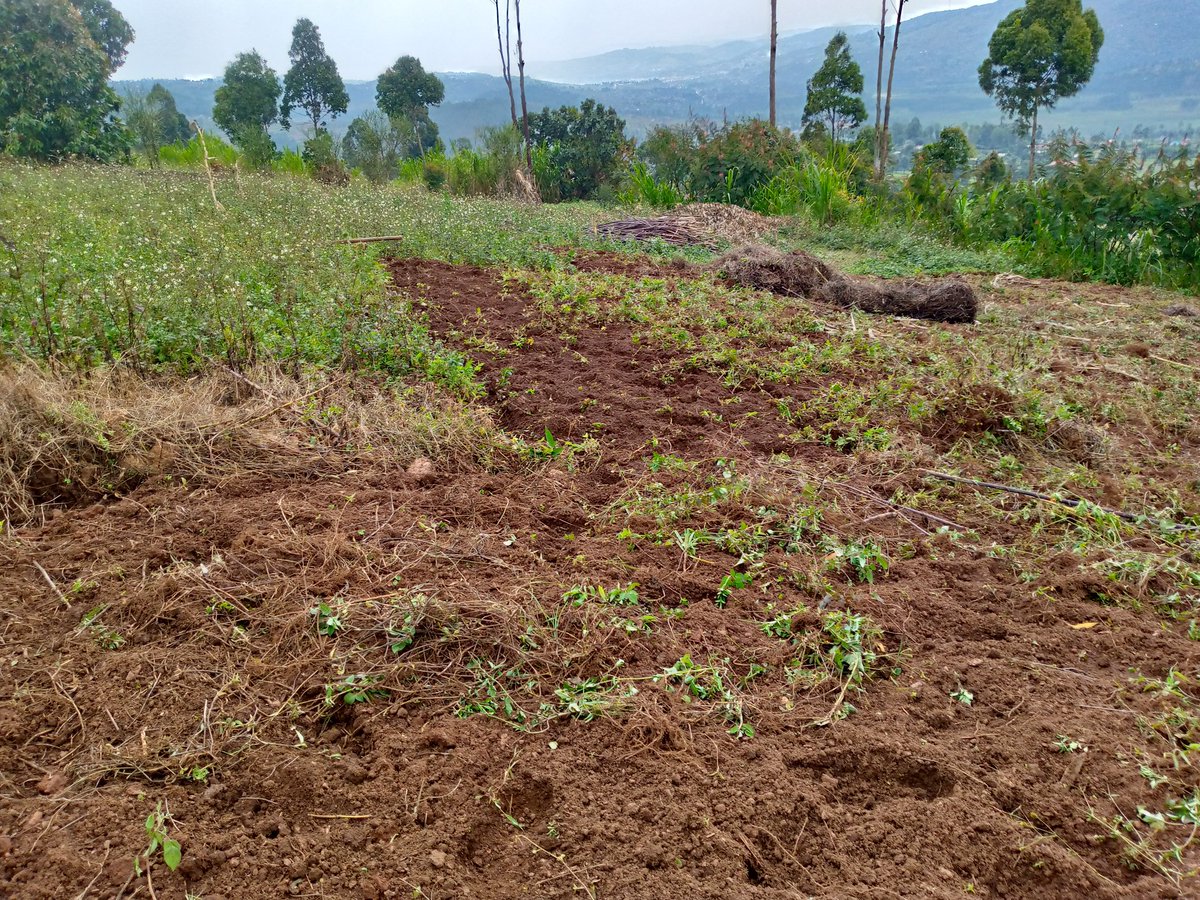 Right Cohen tweet media