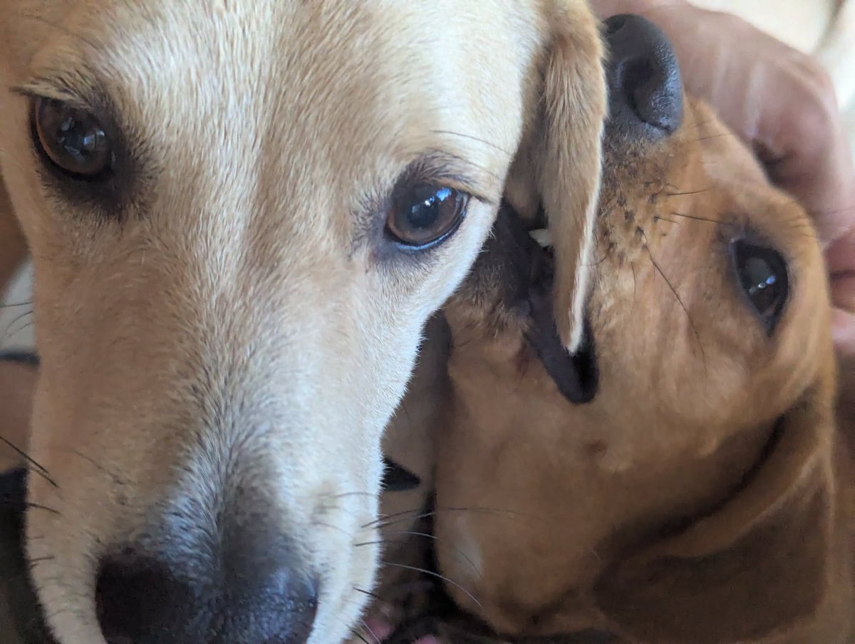 PMounou's tweet image. Nom nom nom c'est comme des potites crêpes 🥞 !

#LesMounous #Puppies