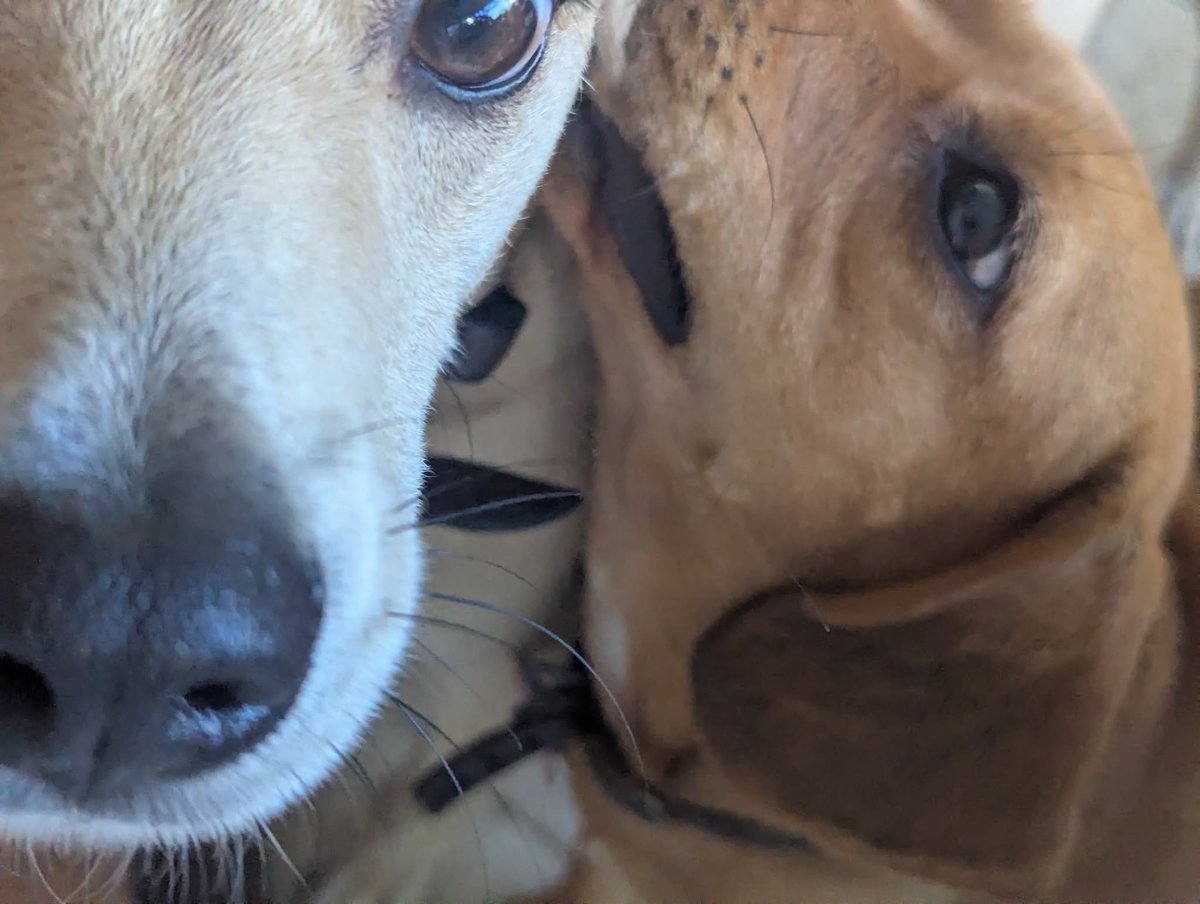 PMounou's tweet image. Nom nom nom c'est comme des potites crêpes 🥞 !

#LesMounous #Puppies