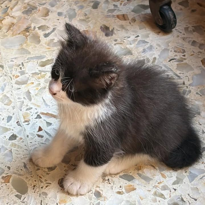 GATITA EN ADOPCION EN RECOLETA
Gatita con ataxia, su mama castrada, sus hermanitos adoptados, falta ella. Tierna bebe que merece una oportuidad.
Dolores 11 64572002

#GatitosenadopciondefansZONACABA