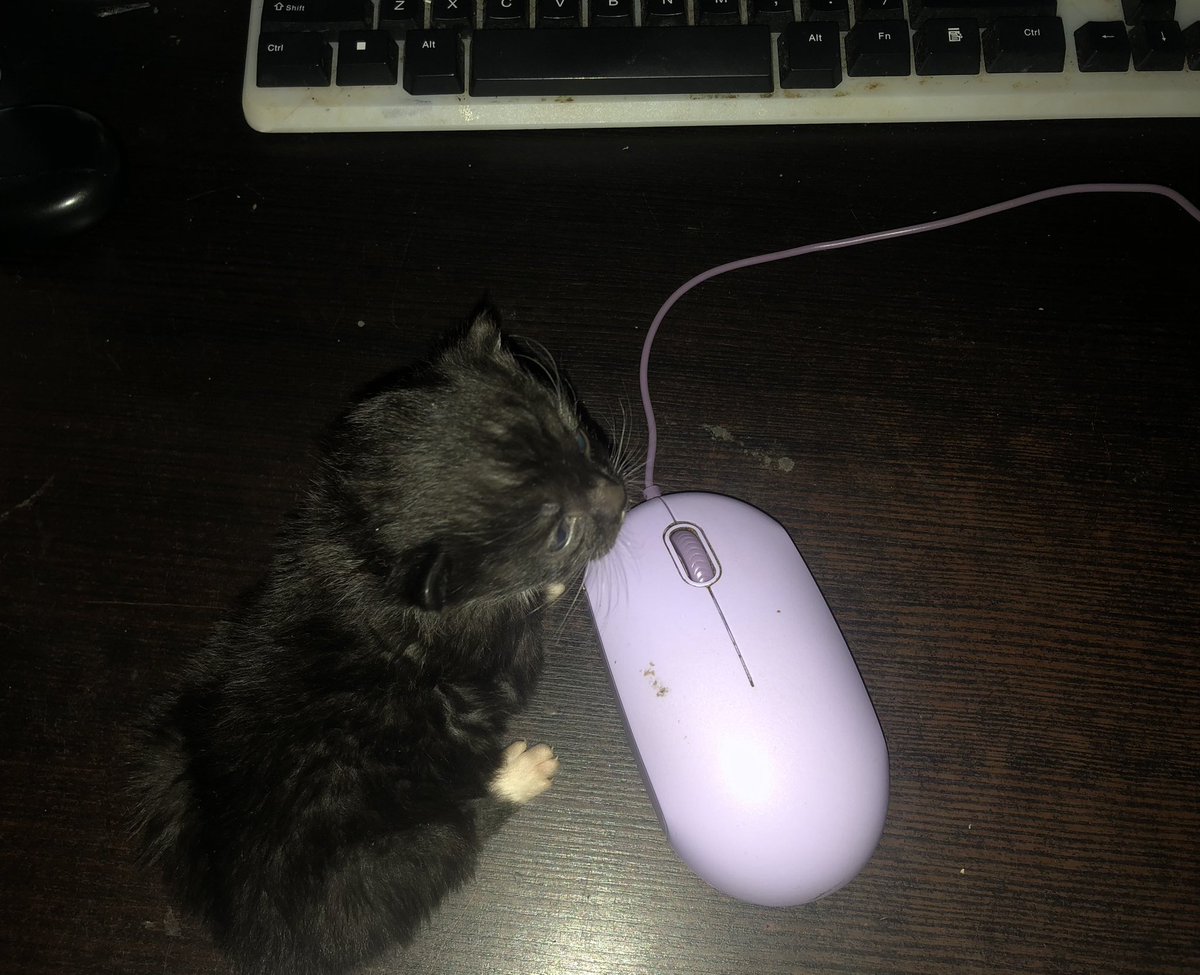 He’s one mouse long …