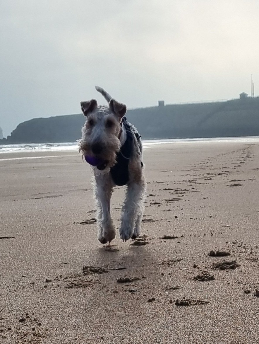 rmpk & Flora the Foxie 💚🇺🇦 tweet media