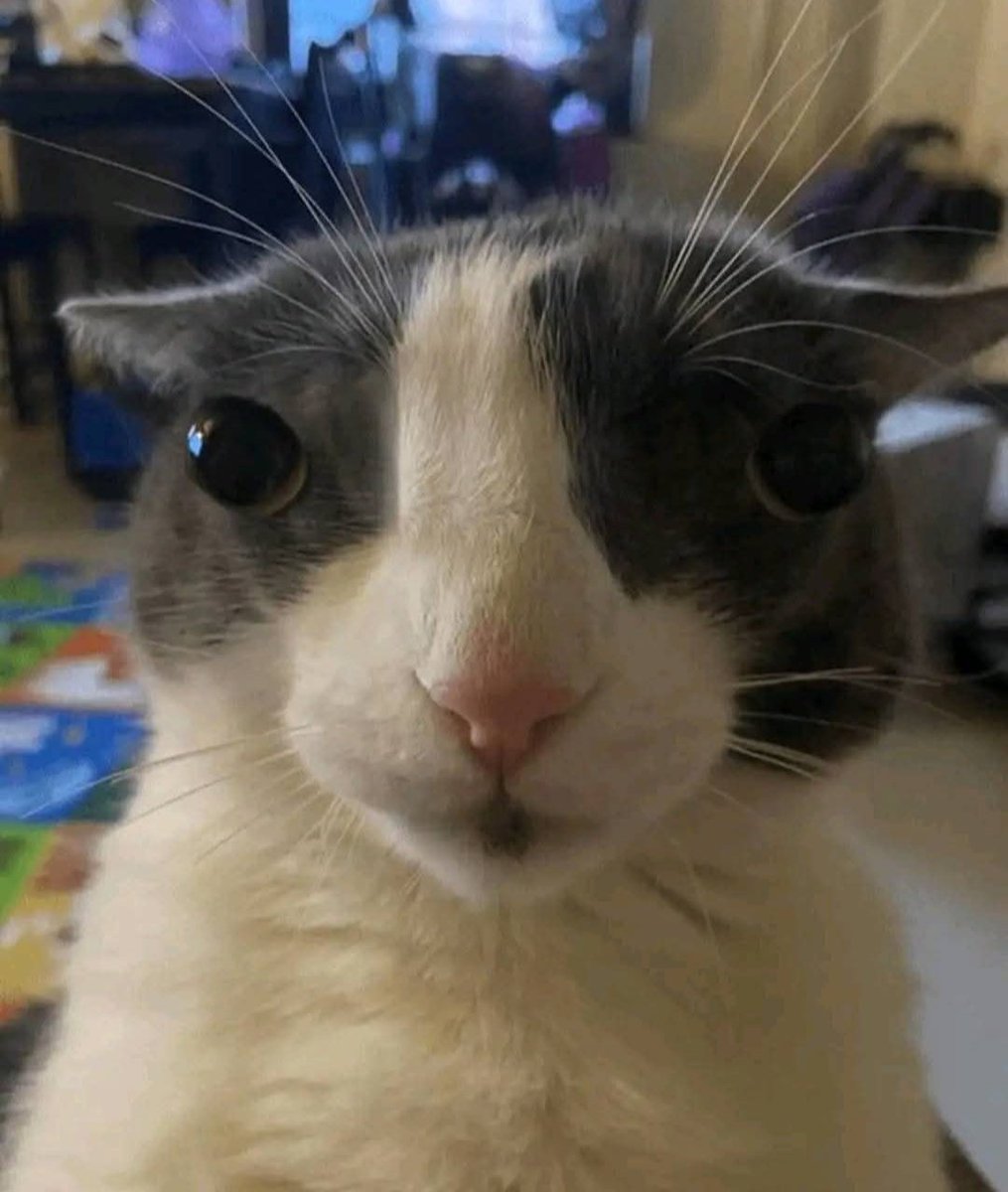 Shiro 🅱 tweet media