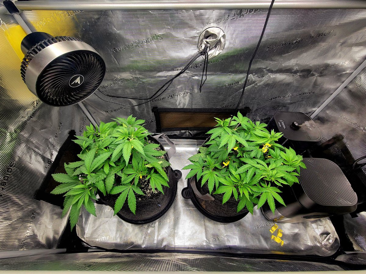 Trent'sGotAGarden tweet media