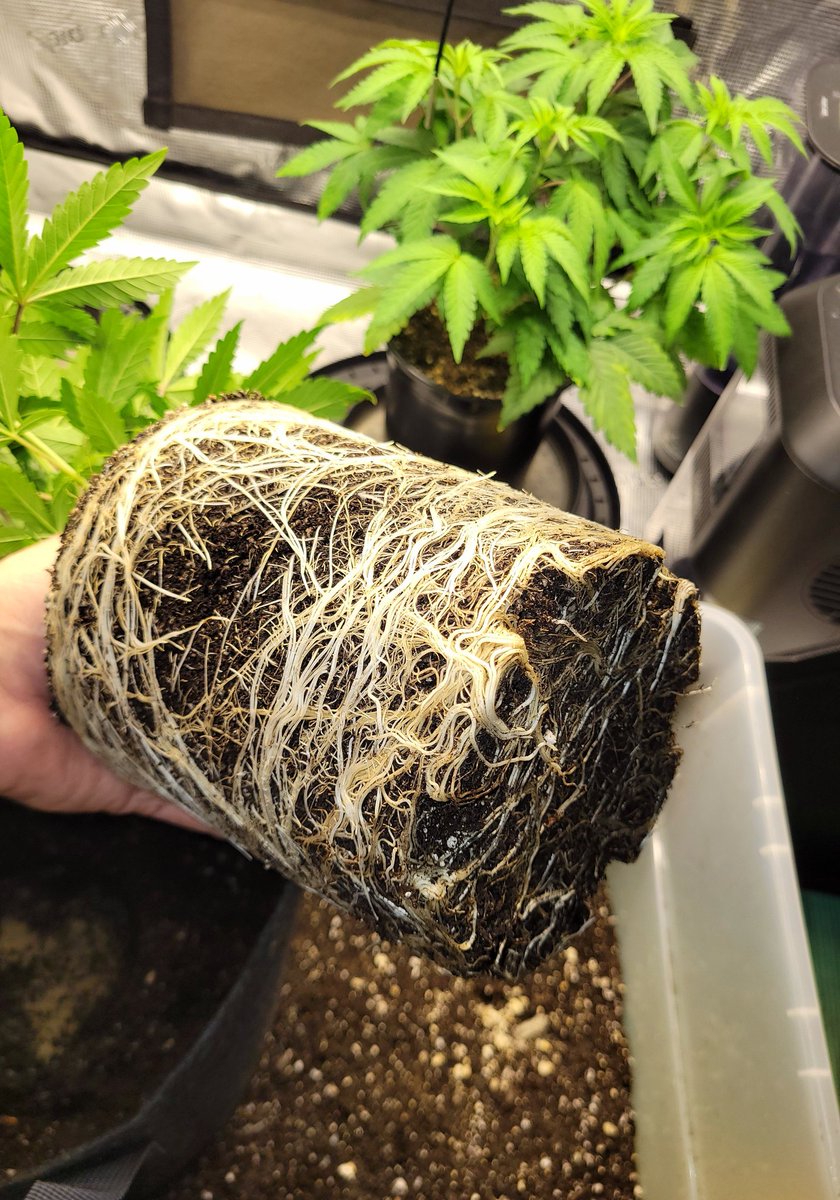 Trent'sGotAGarden tweet media