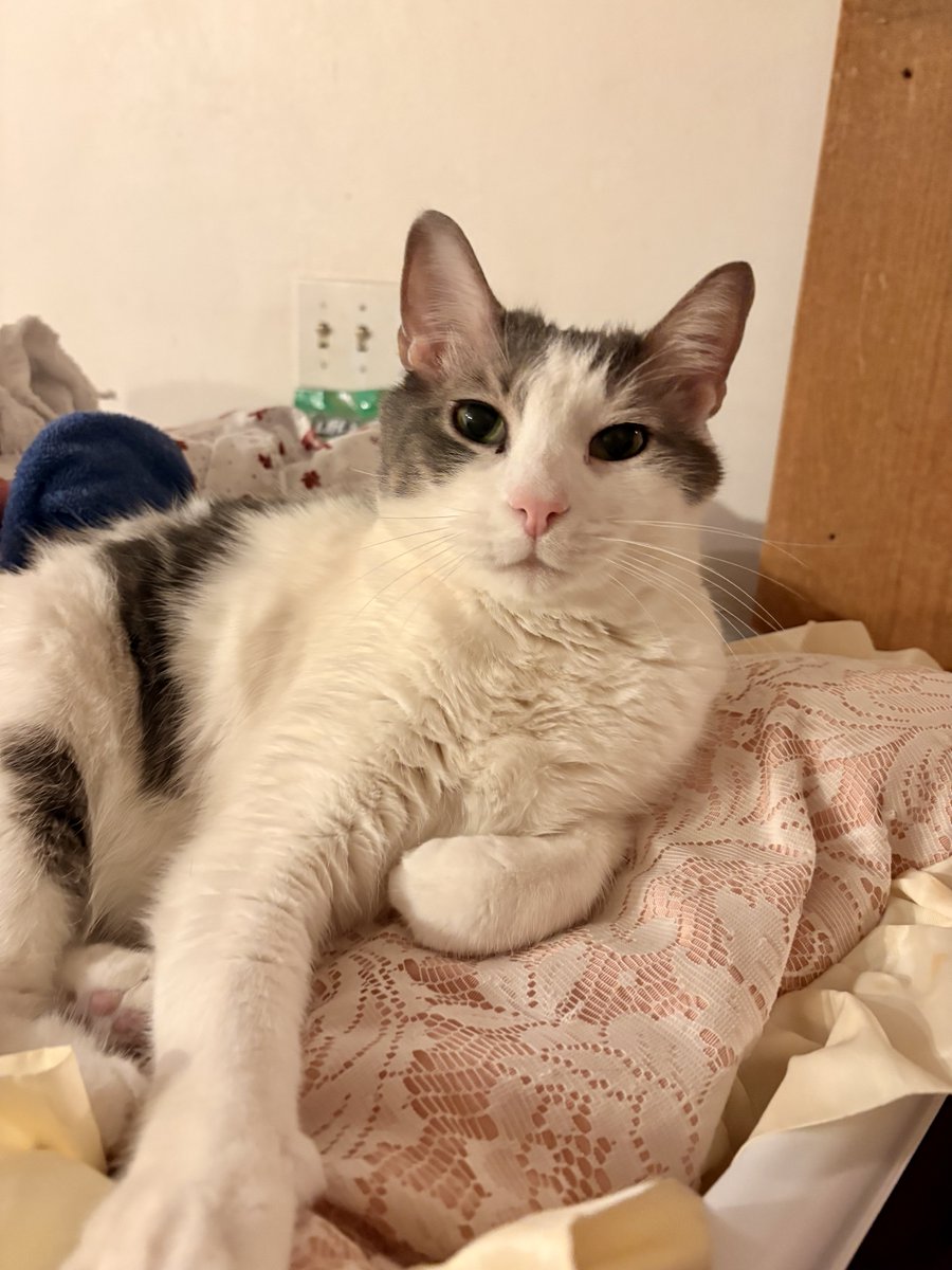 We Are The Paw Brothers 5🐾🐾🐾🐾🐾🐾 tweet media