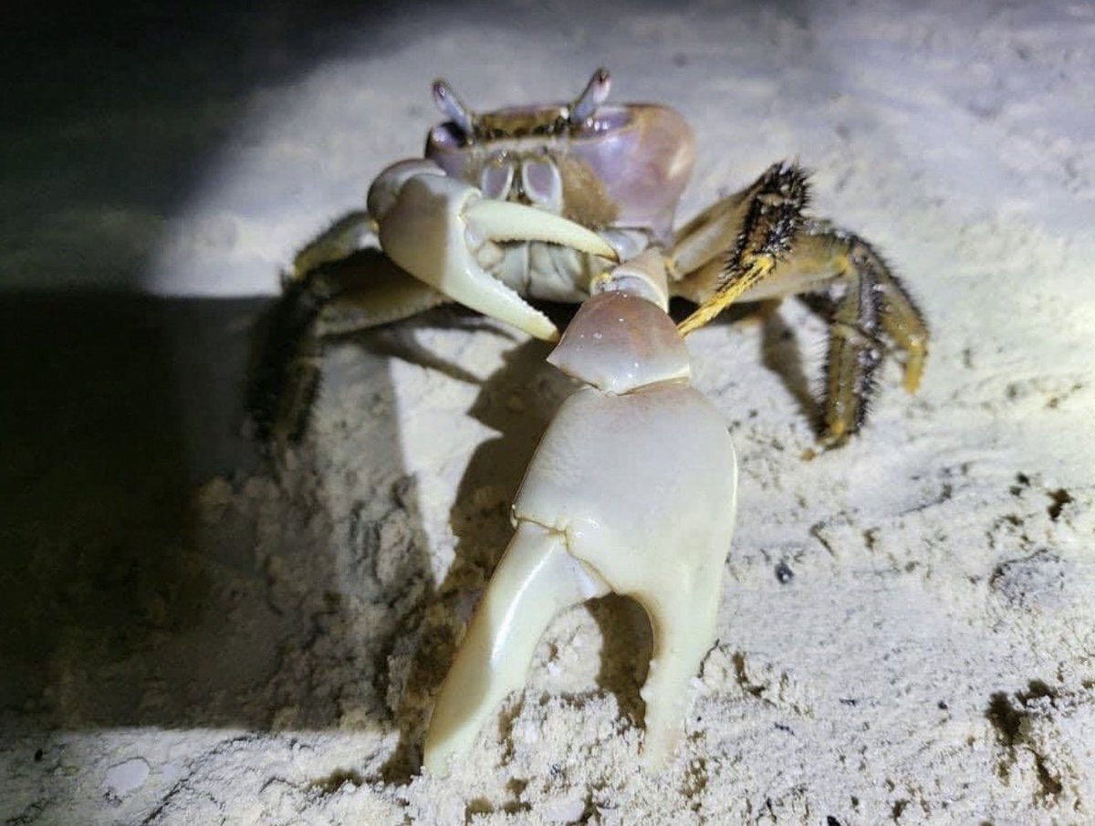 insane poses tweet media