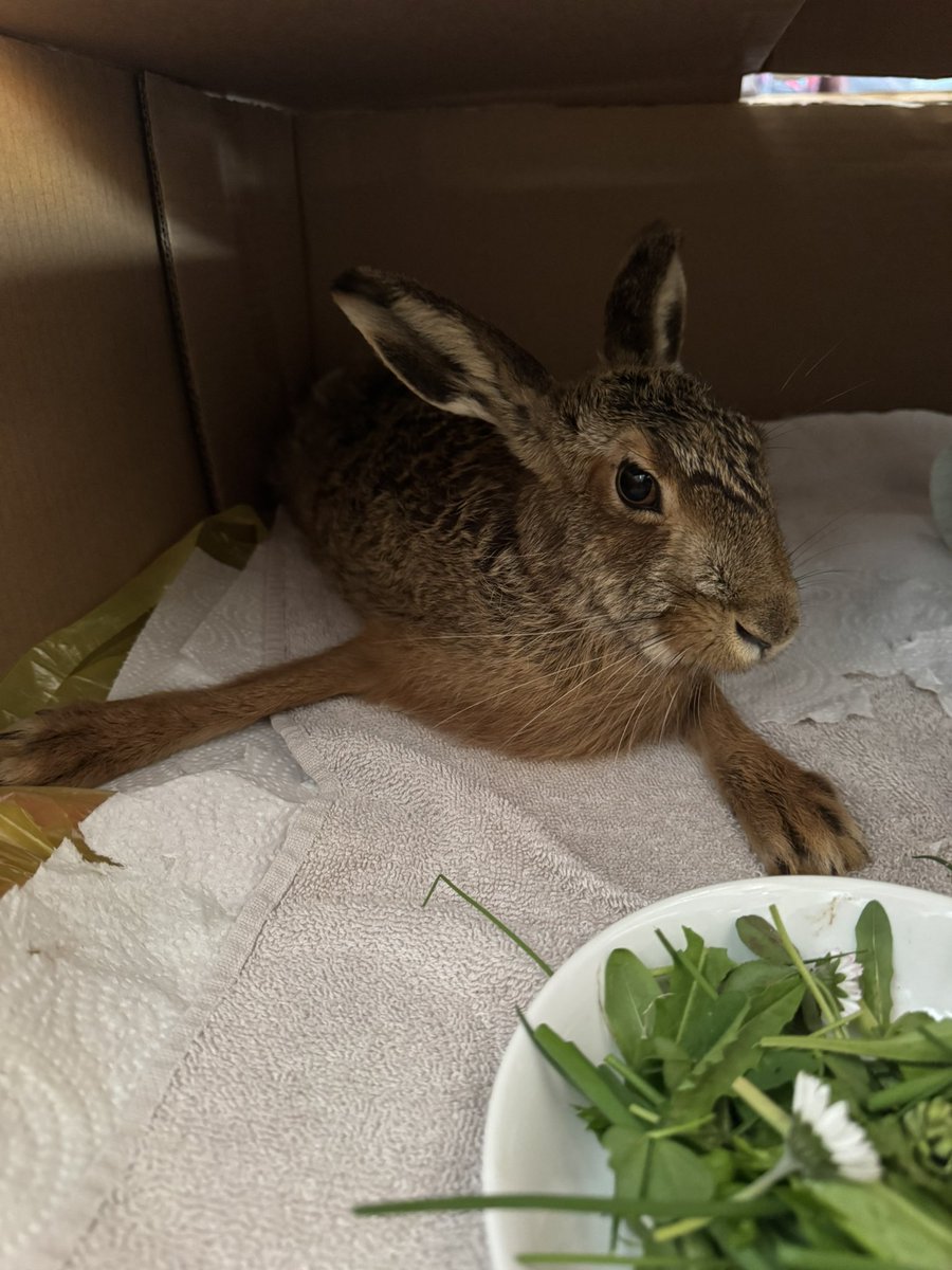 Moustache tweet media