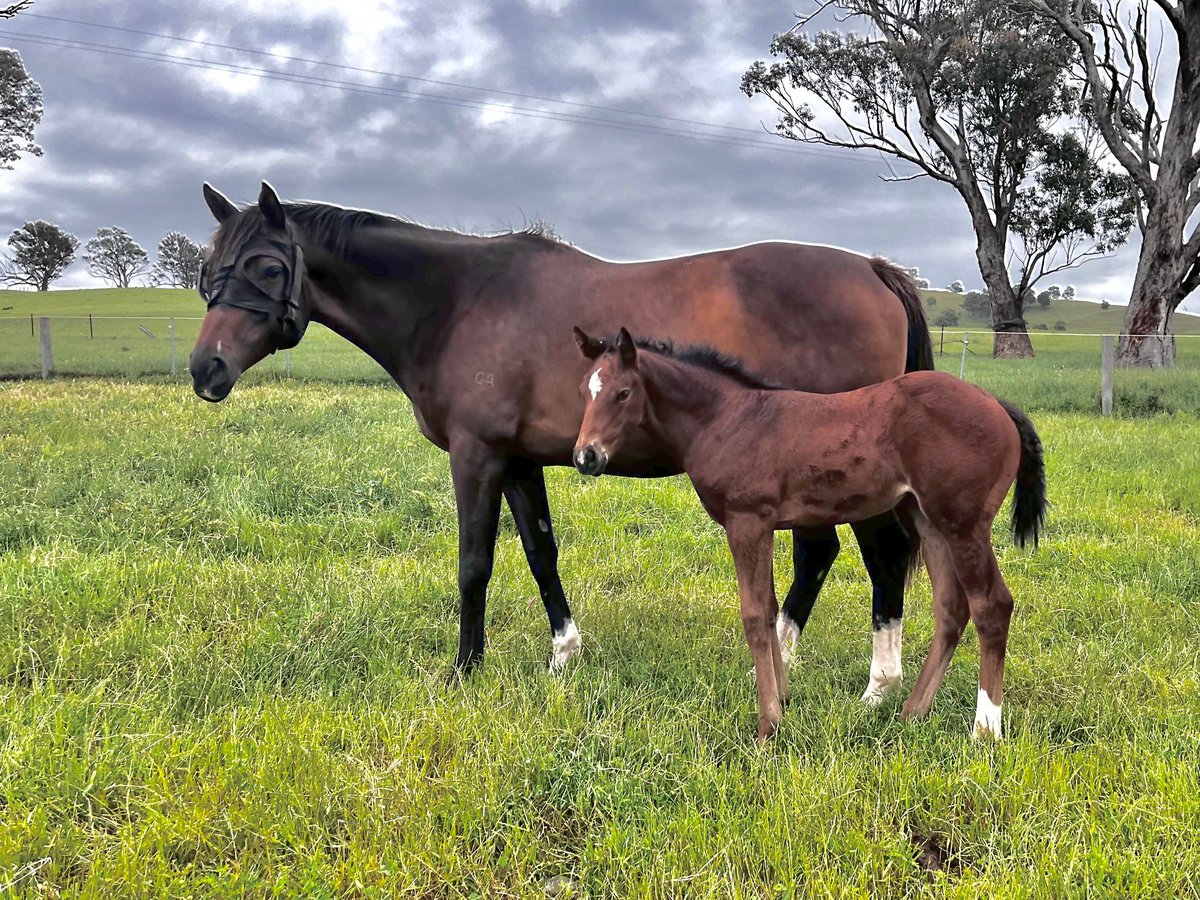 Equilume tweet media