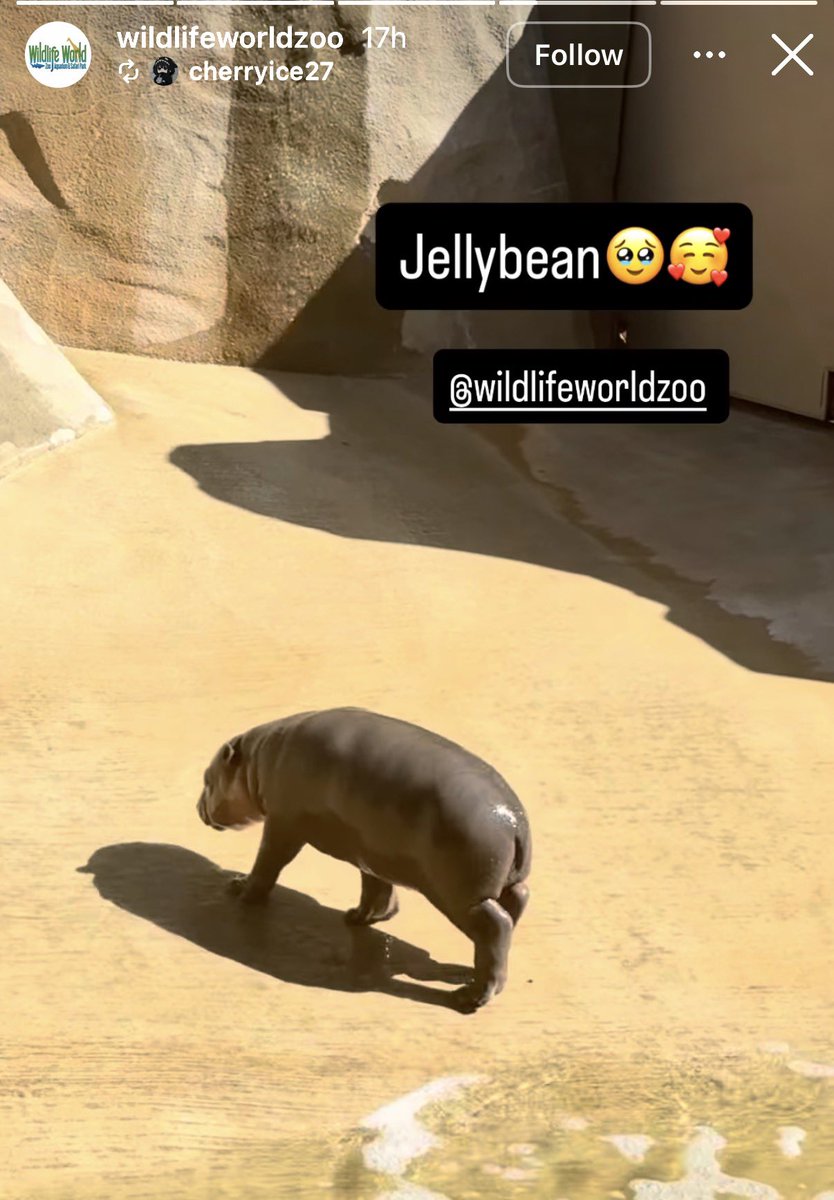 Jellybean (@jellybeanonsol) on Twitter photo 