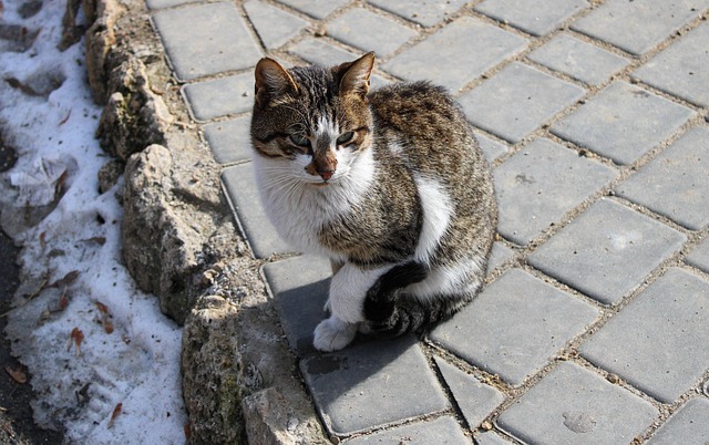 Bob Schoell tweet media