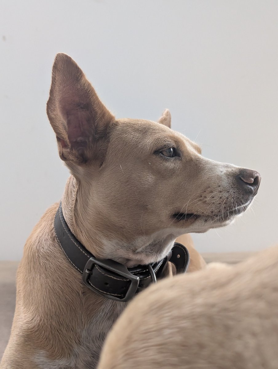 PMounou's tweet image. Monsieur et ses yeux doux et si intelligents ♥️
Mon amour

#dog #rescued #portrait