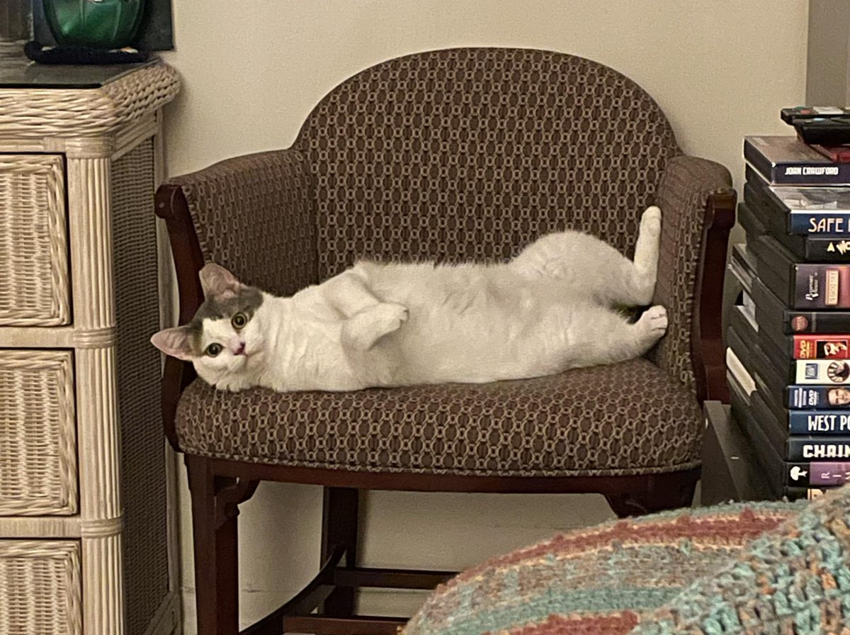 Project MEOW tweet media