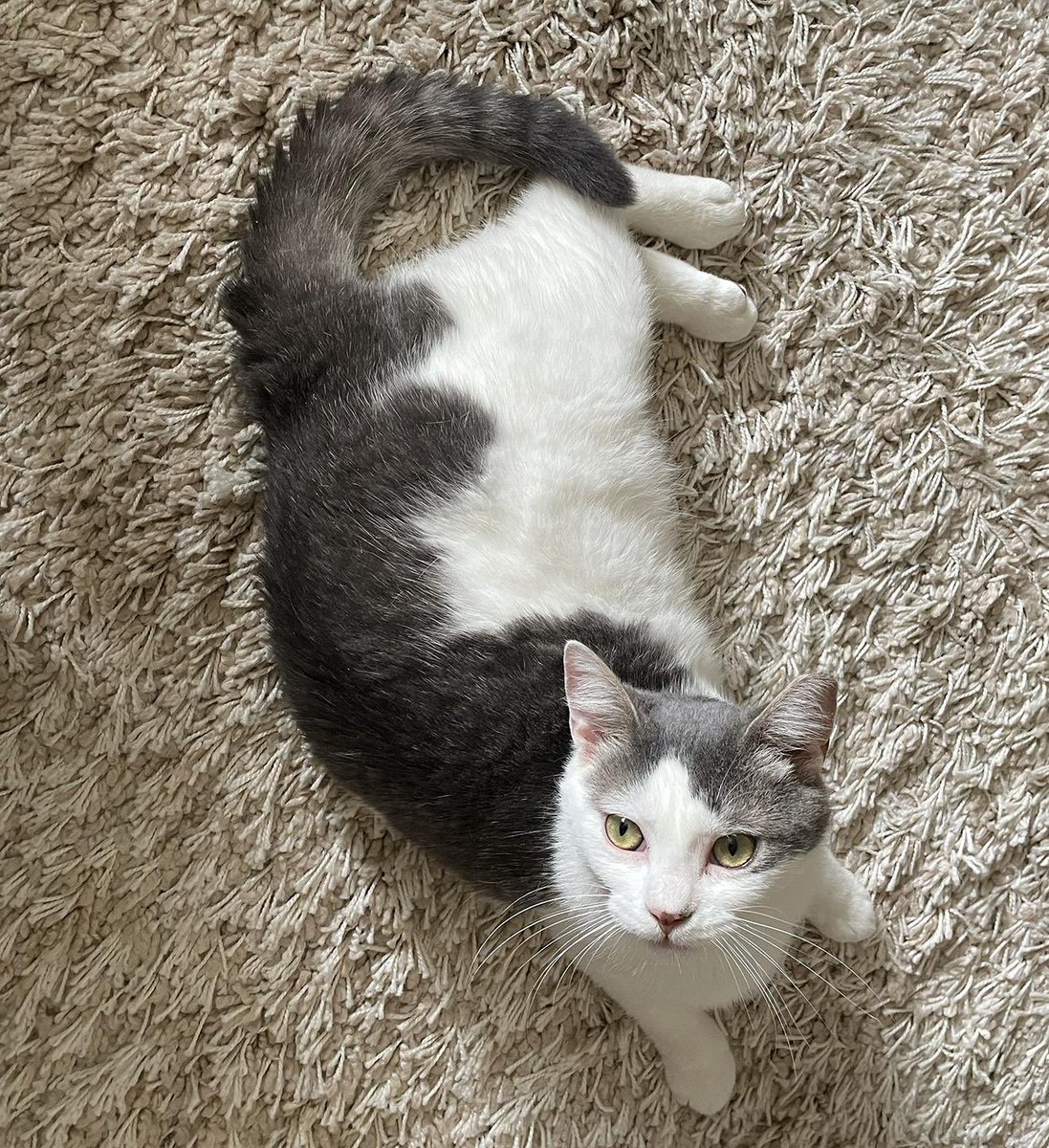 Project MEOW tweet media