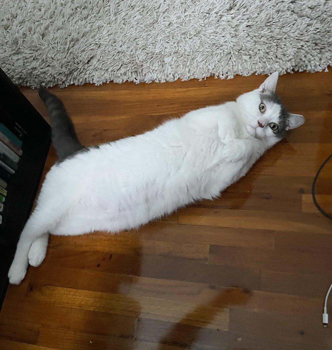 ProjectMEOW's tweet image. Shy at first but incredibly sweet, Batman loves other cats and warms up to humans with pets and LOUD purrs. Ready for a patient home that will give this little hero love he deserves. 🌟
Apply: projectmeow.org/adopt/adoption…

#ProjectMeow #WestPhillyCats #RescueCats #AdoptDontShop (2)