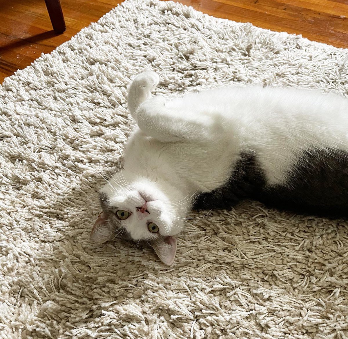 ProjectMEOW's tweet image. Shy at first but incredibly sweet, Batman loves other cats and warms up to humans with pets and LOUD purrs. Ready for a patient home that will give this little hero love he deserves. 🌟
Apply: projectmeow.org/adopt/adoption…

#ProjectMeow #WestPhillyCats #RescueCats #AdoptDontShop (2)