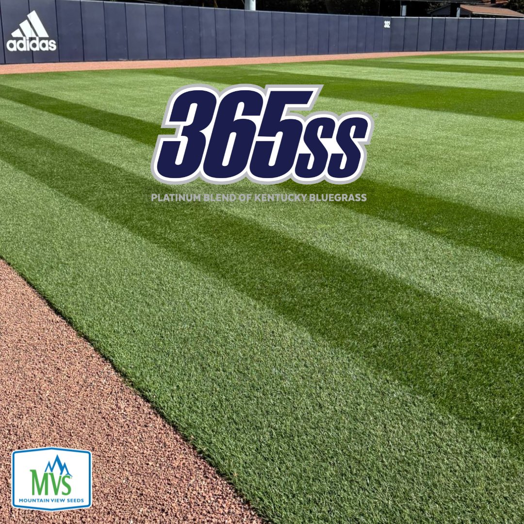 MtnView_Seeds's tweet photo. Built for performance ✅

365ss® Kentucky Bluegrass delivers fast establishment, excellent wear tolerance, and exceptional turf quality.

A Platinum blend trusted for sports fields, golf courses, and premium lawns.

Learn more: https://t.co/FAChucI8TP

#365ss #SportsTurf #Turfgrass #MountainViewSeeds #PlatinumBrand #WeBelieveInBetter