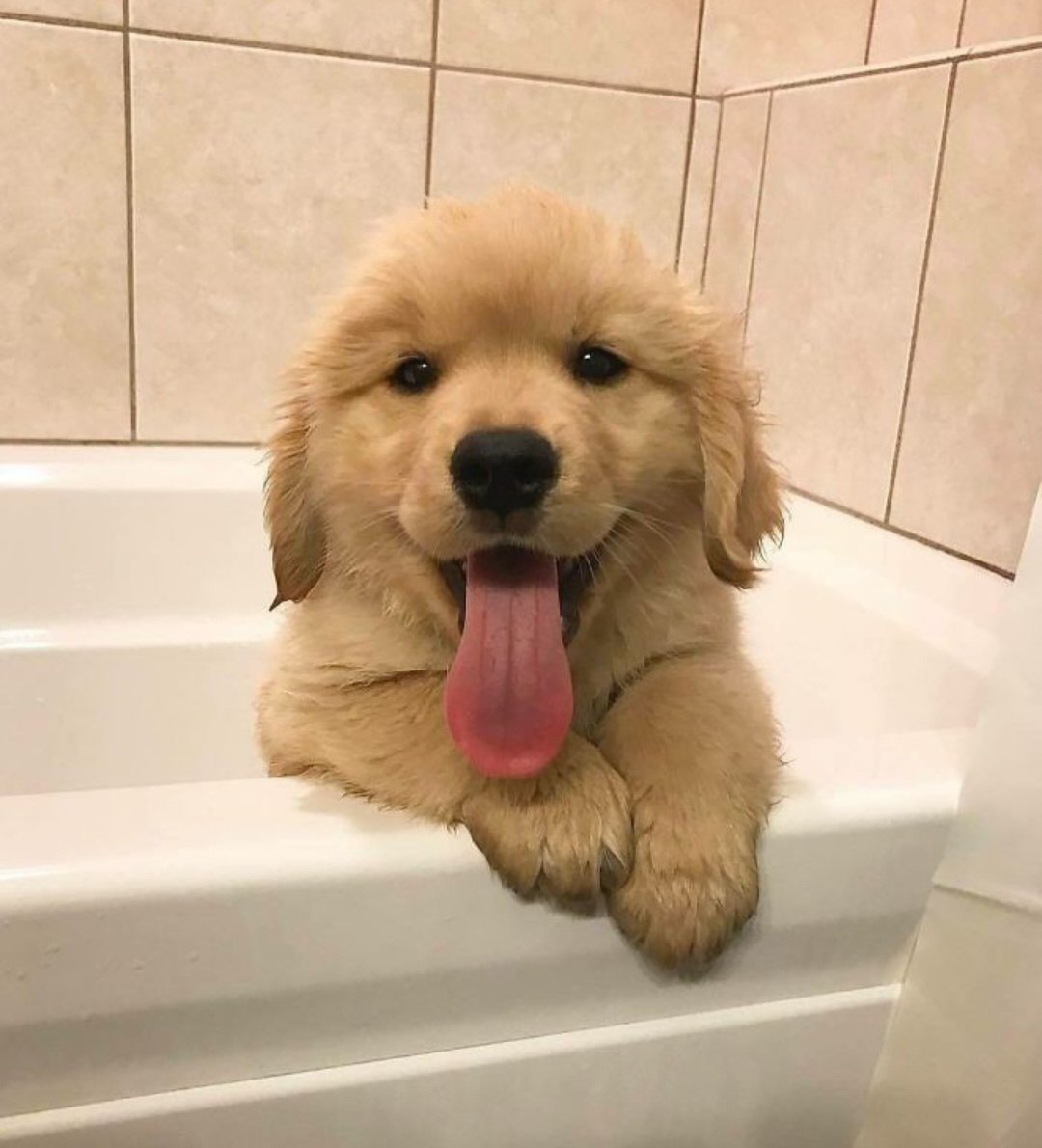 Animal Lover tweet media