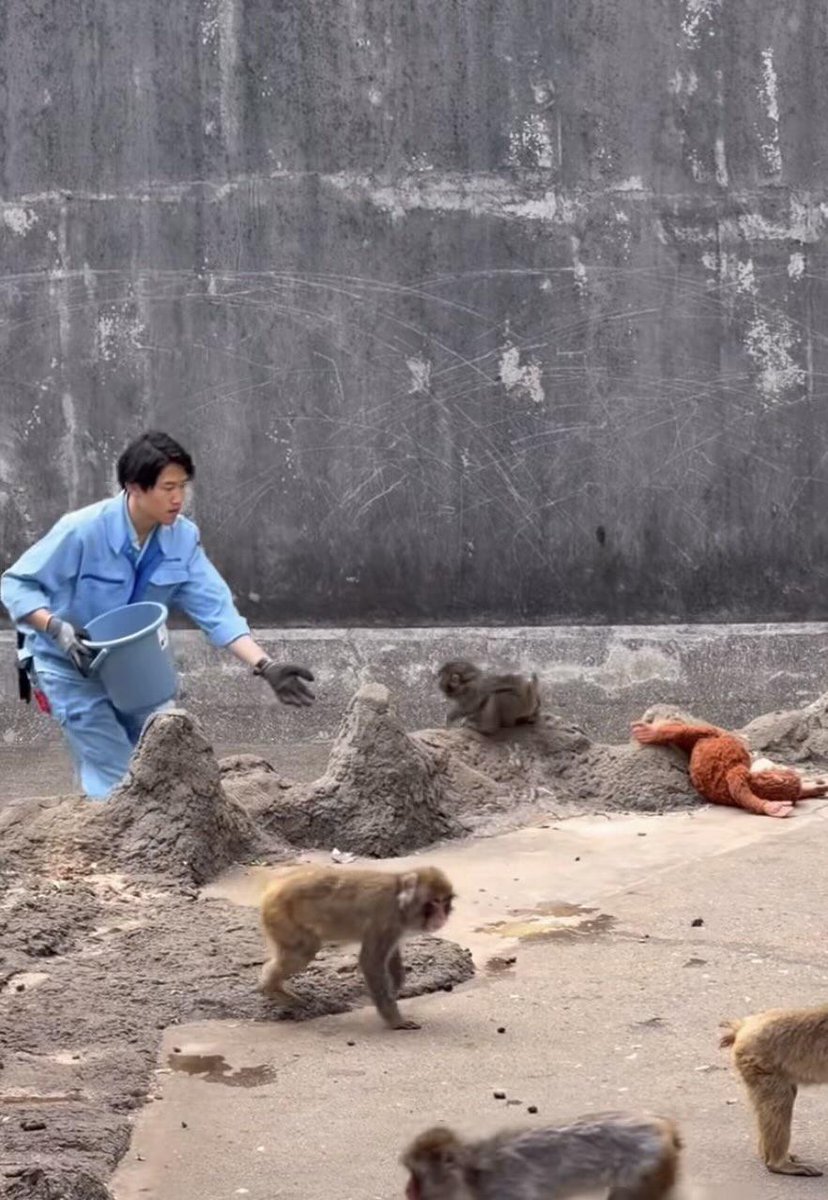 This pic today when Shikano was aware of Punch loud scream and he ran fast to him, he gave his hand ready to catch Punch Thank you, Shikano.