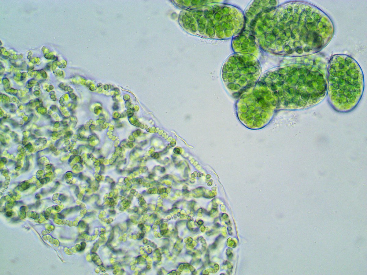 Marine Biological Laboratory (MBL) tweet media