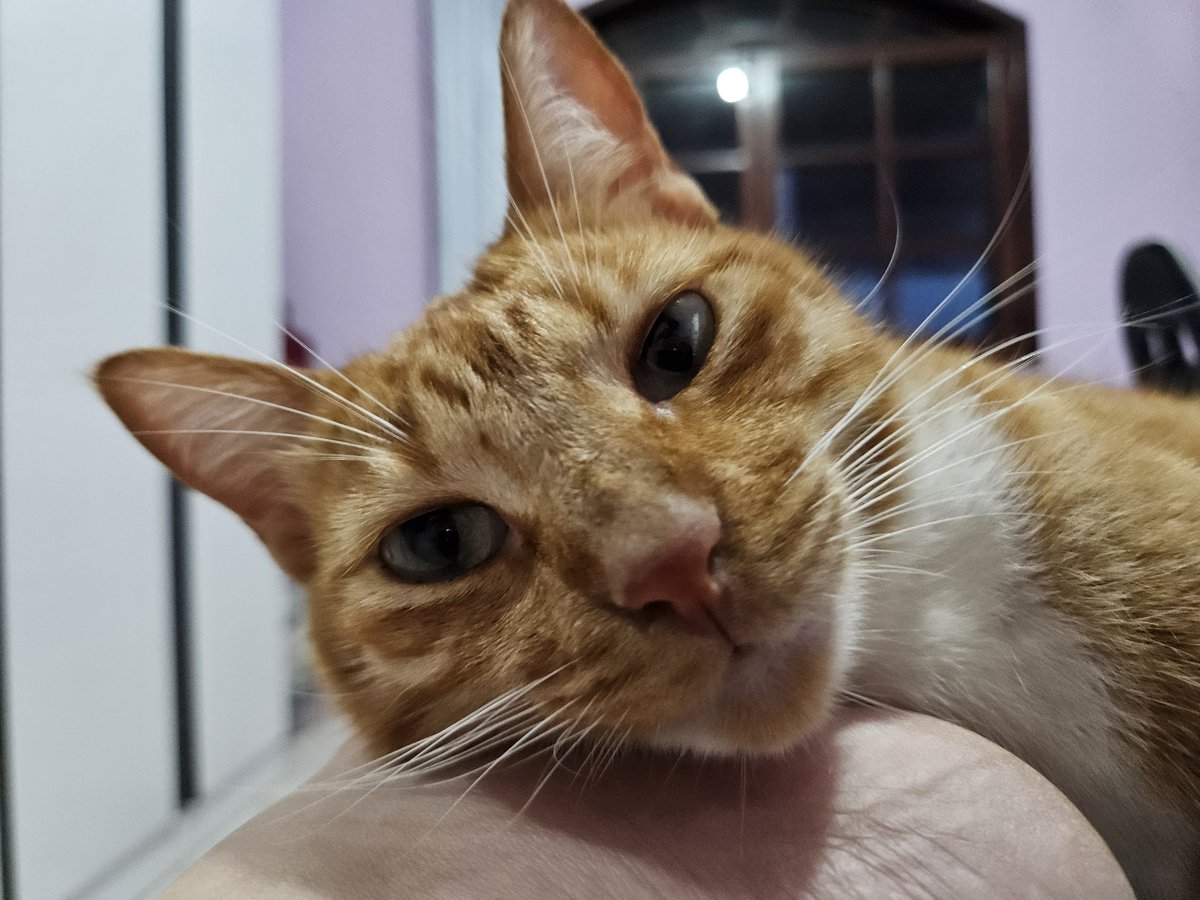 tessa ४ tweet media