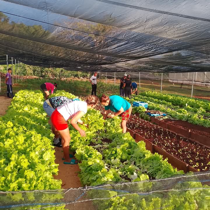 Jornada matutina en la UBPC Iraelda Marzo de #Maisi, Imagenes  de trabajo y de resultados.
#GenteQueSuma