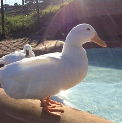 朱雀 蓮四 tweet media