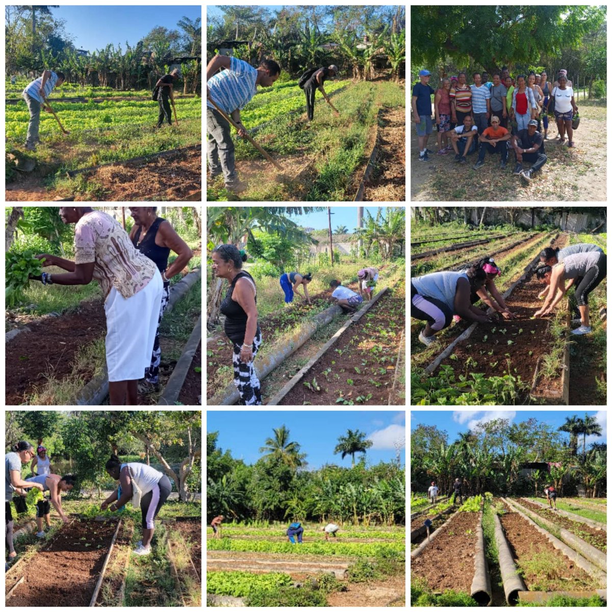 Realizamos este domingo trabajo voluntario en la CCS " Mártires de 10 de Octubre ".  La producción de alimentos constituye prioridad para los municipios. Allí estuvieron las manos de mujeres laboriosas.
#CubaEstáFirme