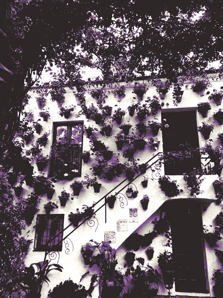 ‍ ‍ 𝓢𝐎͟𝐅𝐈𝐀 ‍ tweet media