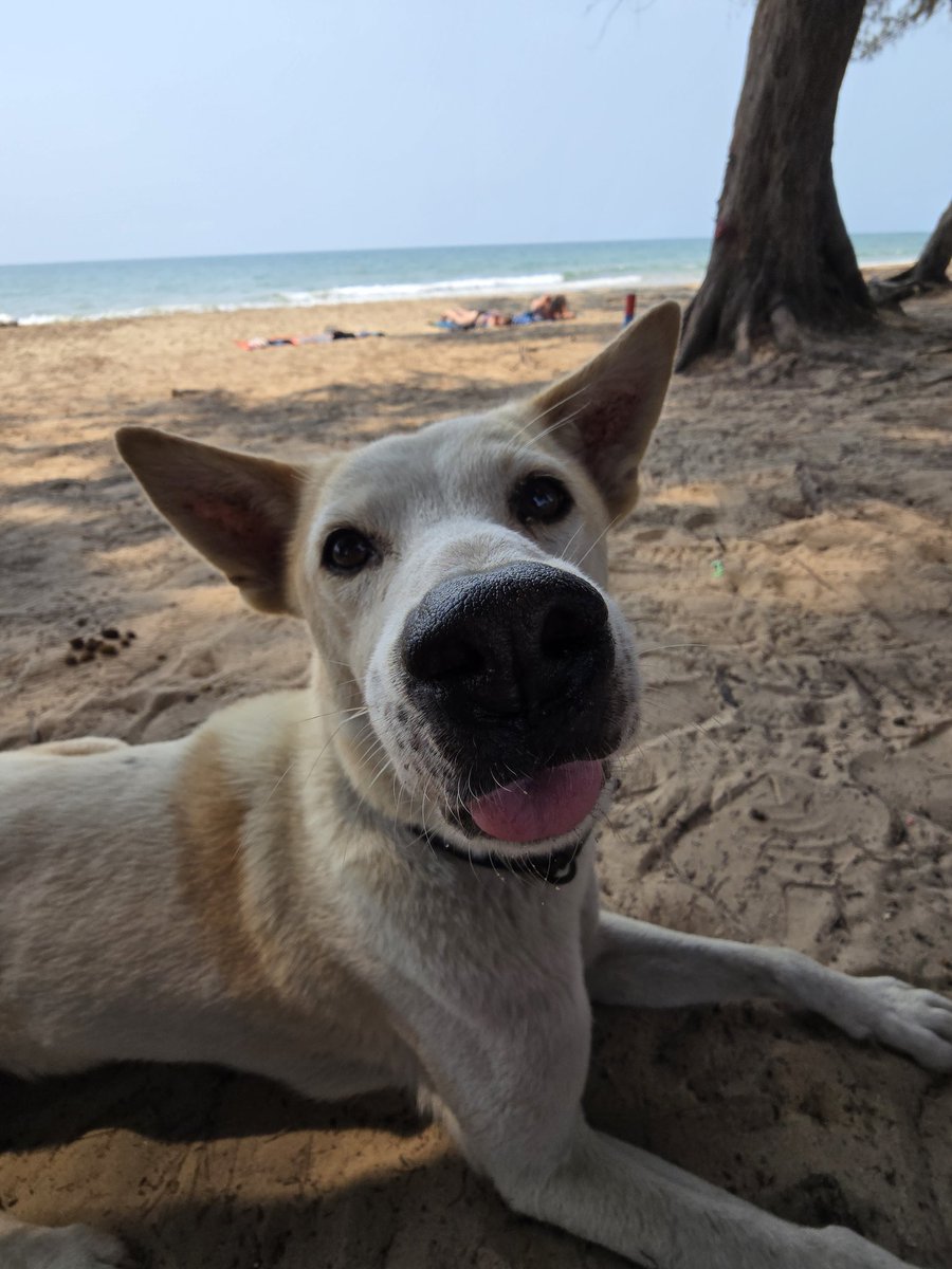 หมาทะเล