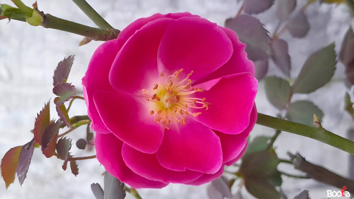 boota310's tweet photo. March rain.. roses are loving every drop and the soil finally feels alive again. Grateful for this refreshing weather. 🌧️🌹

 #rosegarden #roselovers #rosegardening #gardenlife #gardening #gardenersofinstagram #flowergarden #plantsofinstagram #homegarden #rose #garden #boota https://t.co/wFFrLBTSg1