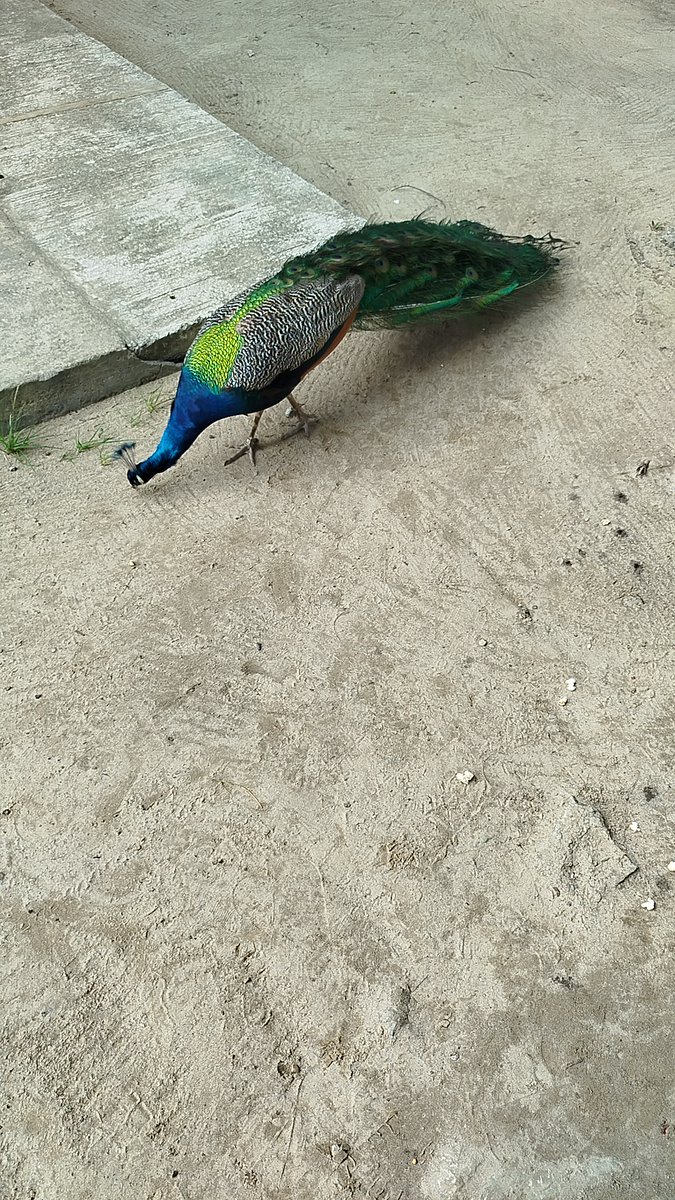 Samuel Ebuka Odamah tweet media