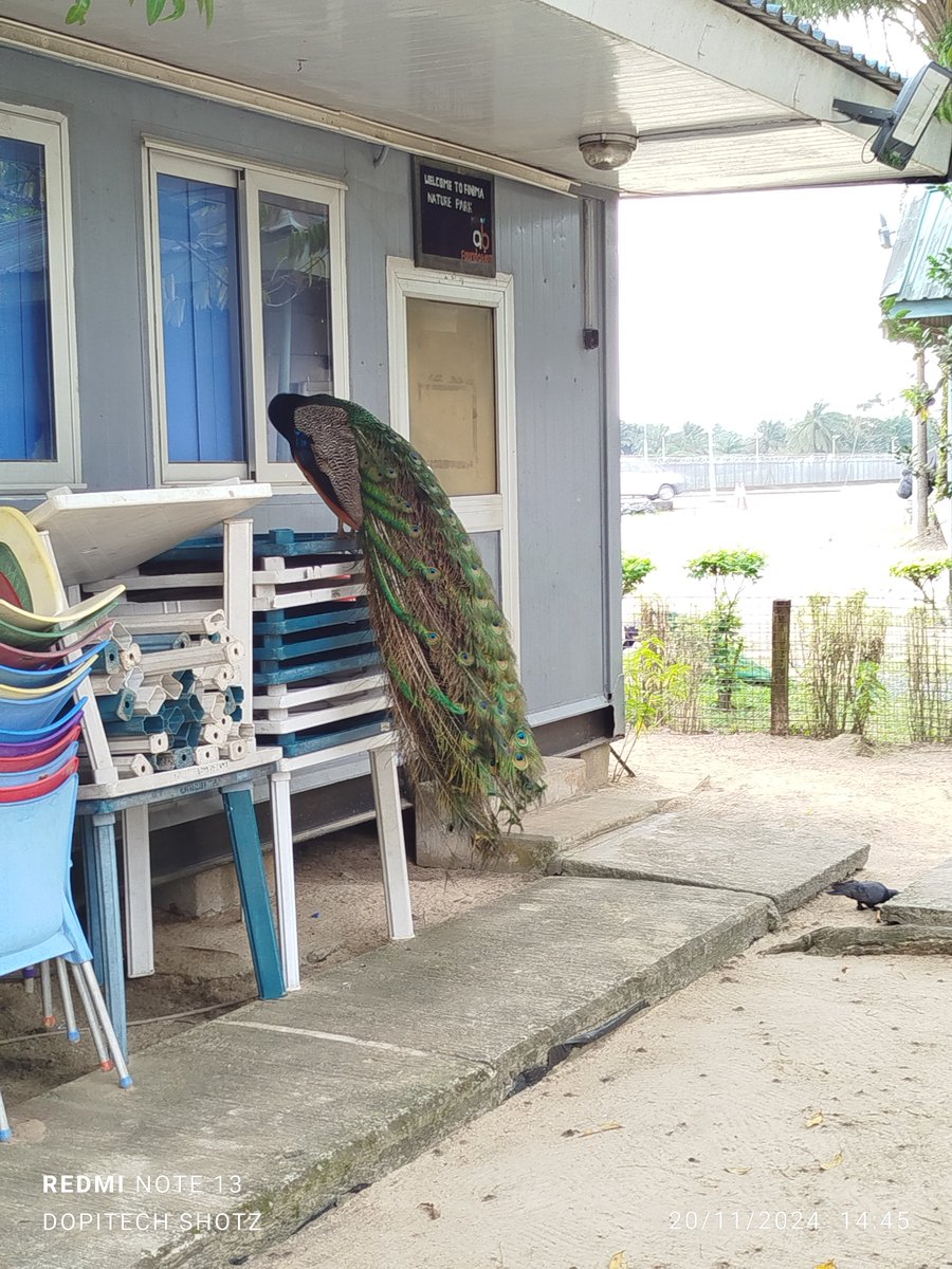 Samuel Ebuka Odamah tweet media