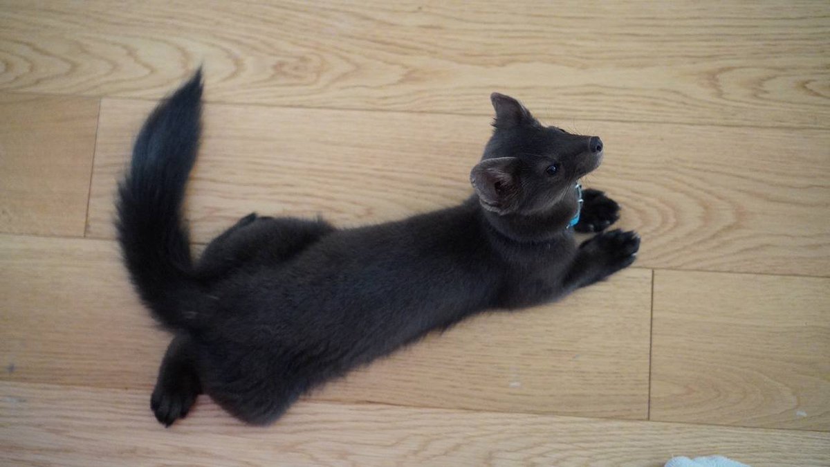 Carcajou Ghibelline tweet media