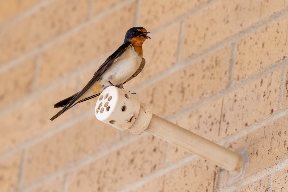 Texas A&M AgriLife Extension Service tweet media