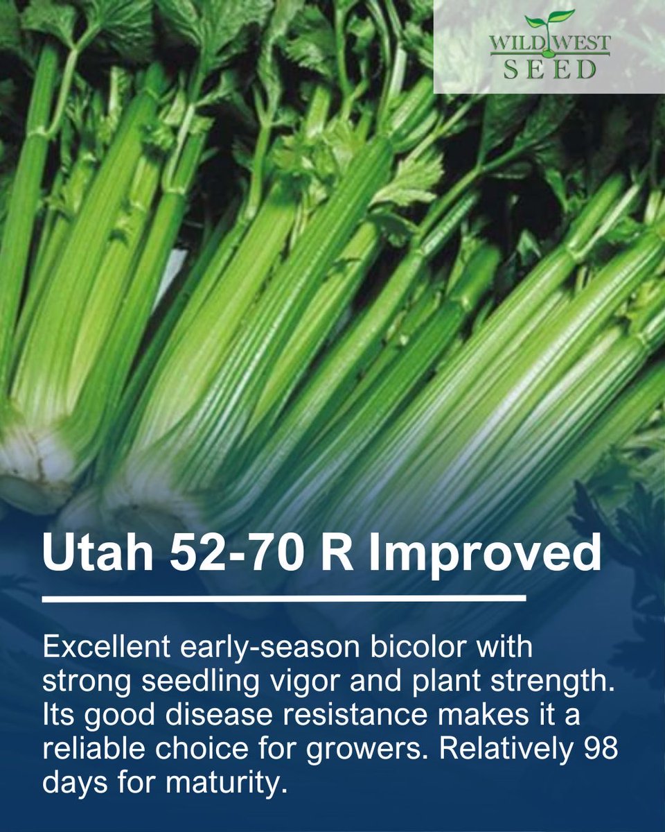 Stokes Seeds tweet media