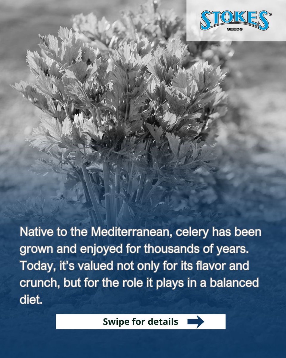 Stokes Seeds tweet media