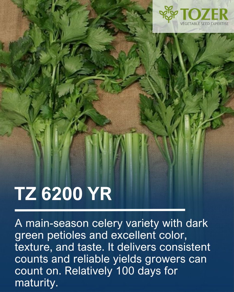 Stokes Seeds tweet media