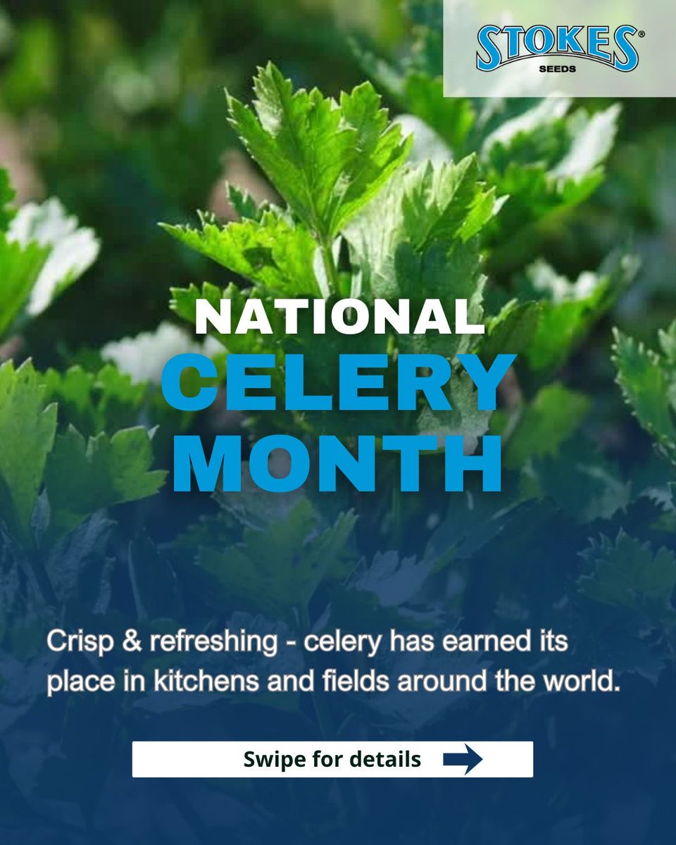 Stokes Seeds tweet media