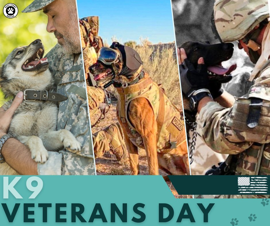 Ruff Start Rescue tweet media