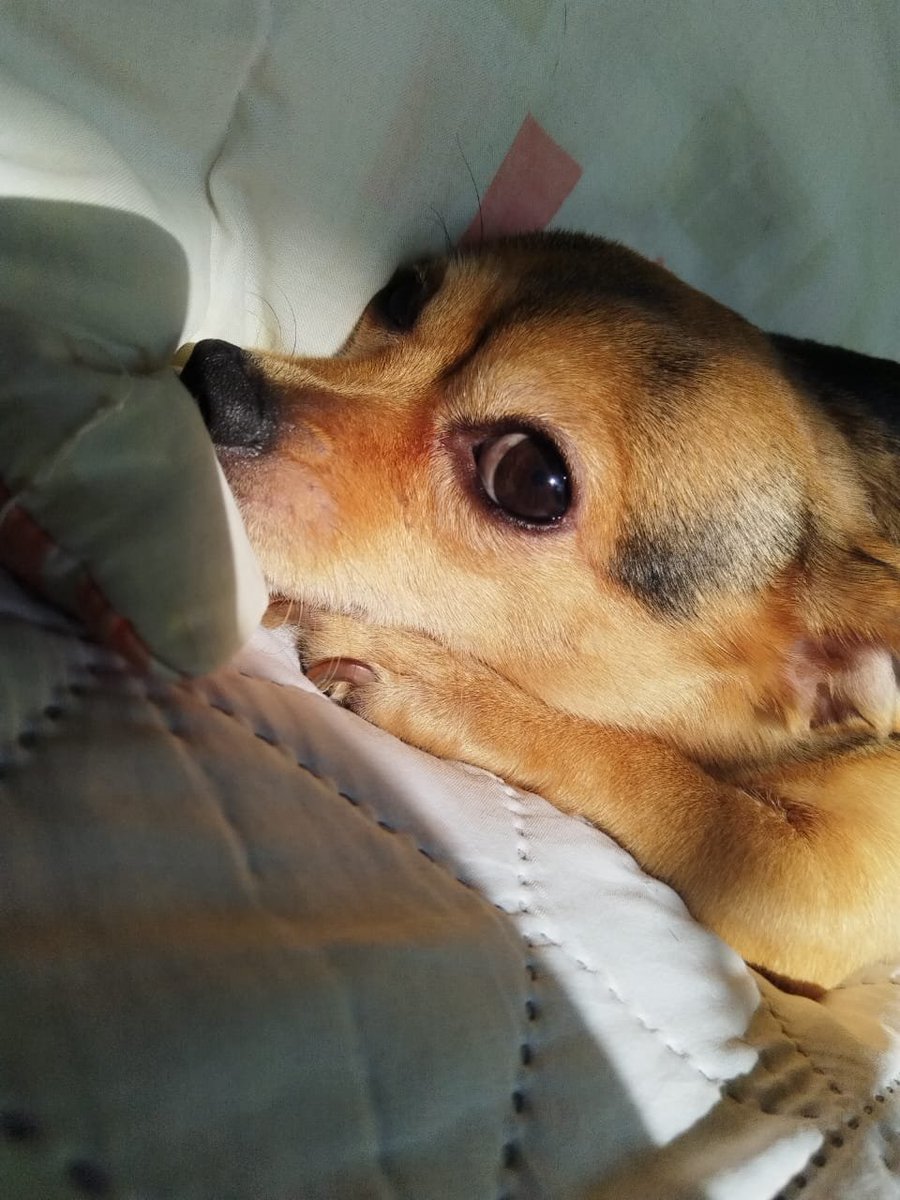 Sofie JMACS tweet media