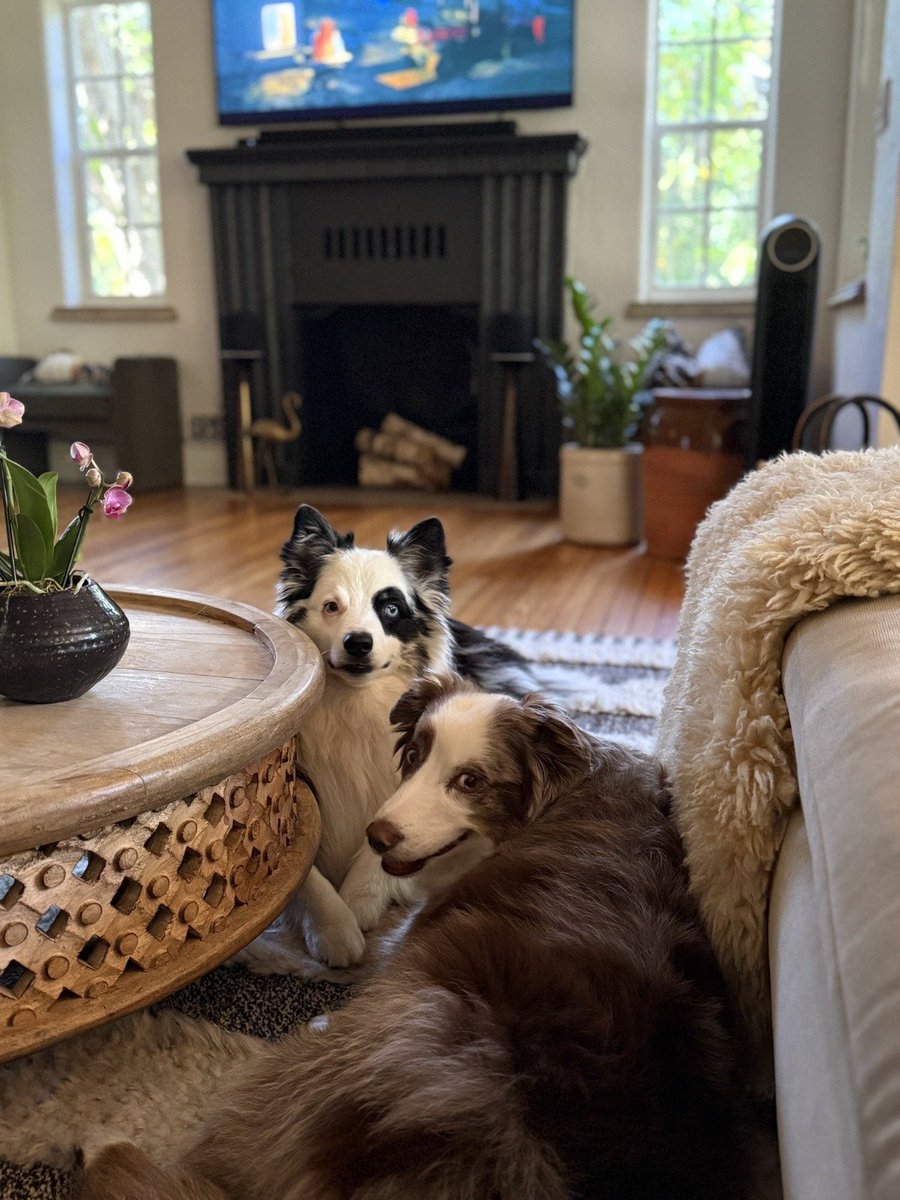 Trust me... look at the picture and count — there are three dogs grinning at each other😁