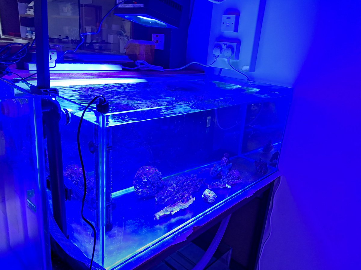 BiofoulingOman's tweet photo. A new aquarium was installed at the department of Marine Science and Fisheries.  Currently we are using it for coral and mussel experiments. NEW  discoveries are on the way! https://t.co/6cIZaHWswD