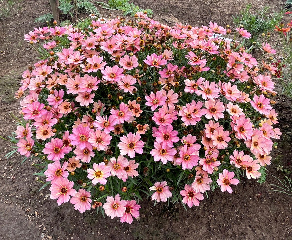 TerraNovaNurs's tweet photo. #PlantOfTheDay: #Coreopsis NOVA® 'Sunstone' lights up the landscape with golden blooms that shine from summer straight through fall. Clean foliage, a compact habit &amp; nonstop color: https://t.co/JzWsh8jqIT #SunstoneCoreopsis #GoldenBlooms #PerennialPower #PollinatorGarden #Garden https://t.co/nCn7gdW3rN
